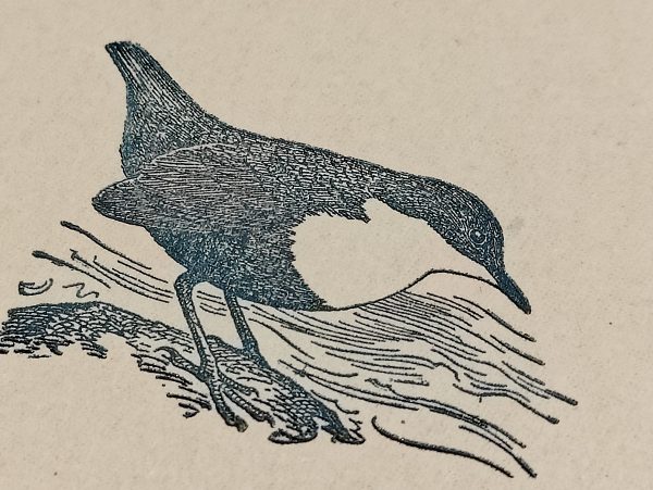 Wasseramsel – Bild 4