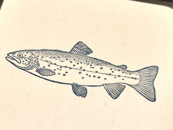Lachs – Bild 2