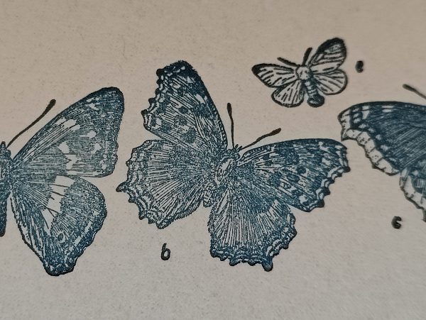 Schmetterlinge – Bild 4